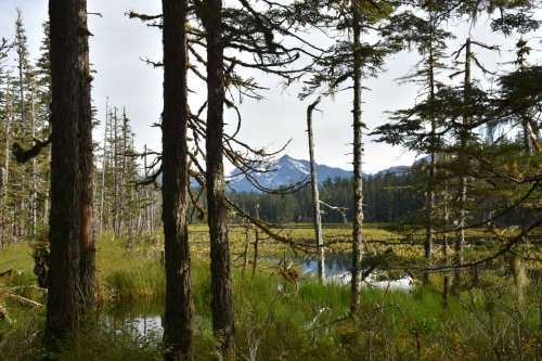 Trump to strip protections from Tongass National Forest, one of the biggest intact temperate rainforests