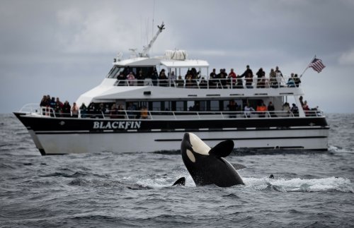 Video Shows Largest Group Of Killer Whales Yet Off California Coast ...