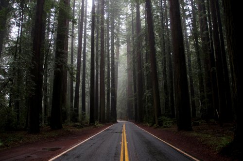 California's iconic Avenue of Giants flooded as hurricane-force winds batter state