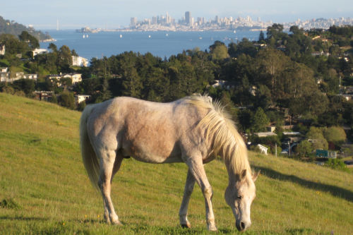 How Marin residents saved a prime piece of real estate for animals