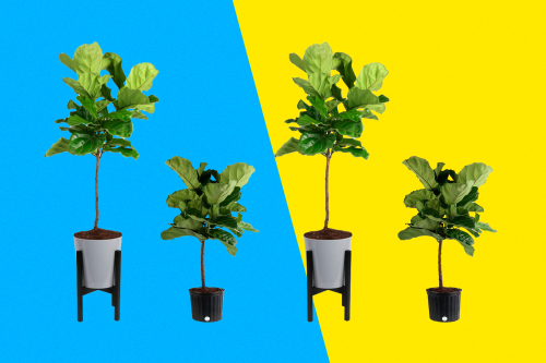 Walmart is basically giving away large fiddle leaf fig plants for 50% off