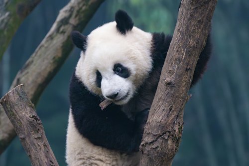 Giant pandas could arrive in San Francisco by April 2026, if China finalizes the deal