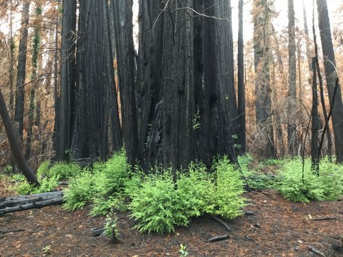 As California’s redwoods recover from fire, an astonishing fact emerges