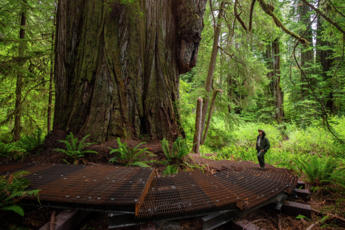 A hidden grove of giant NorCal redwoods just opened to the public