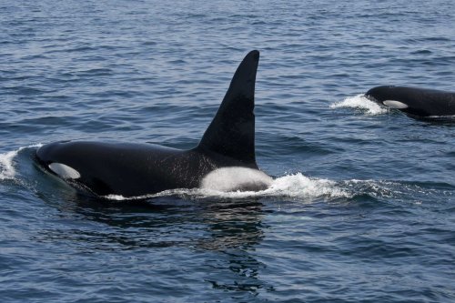 The ‘brutal’ reason a large pod of killer whales is spending time off the California coast