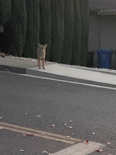 DNA test results reveal one coyote is behind three separate attacks in the East Bay