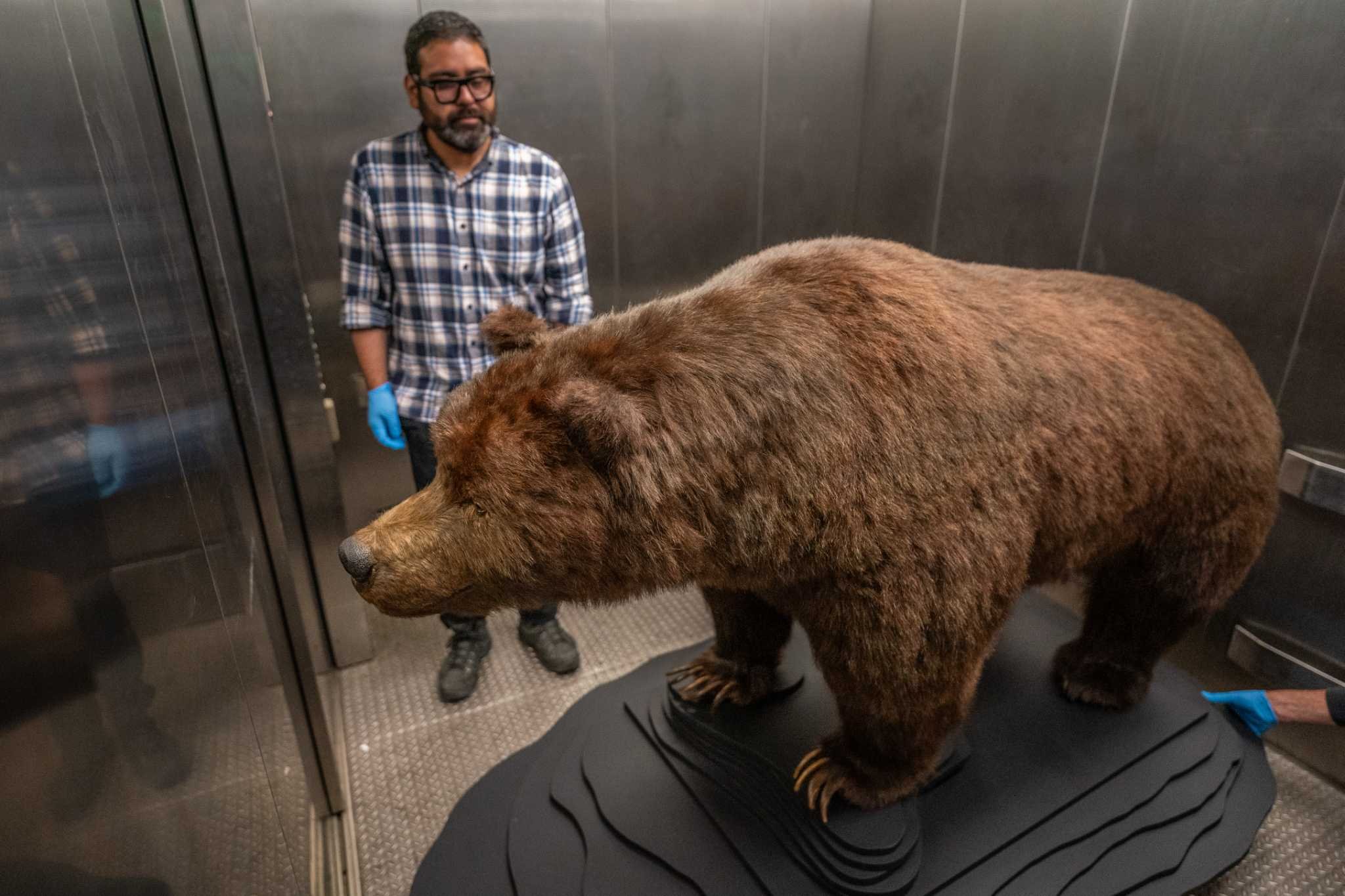 The real story of Monarch the bear, S.F.'s sad, famous grizzly