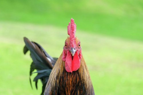 Hawaii is waging war on its feral chickens. The chickens are winning.