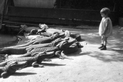 Kids rode alligators at this forgotten Calif. amusement park