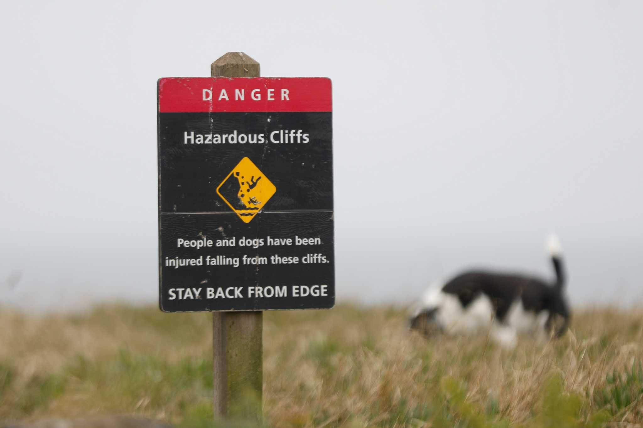 Here’s what happens when a dog goes over San Francisco’s cliffs