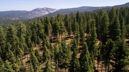 Christmas trees can now be cut down for free at Stanislaus National Forest in Northern California
