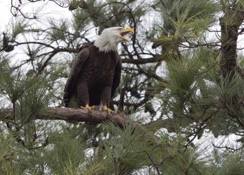 Game wardens investigating report of bald eagle shot, killed on Lake Conroe