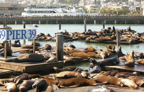 Why do sea lions hang out at San Francisco's Pier 39? | Flipboard