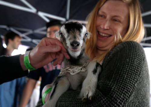 Maa! Maa! Baby goats invade the Ferry Building