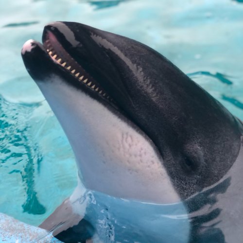 'She was adored': Beloved SeaWorld San Antonio dolphin dies at 44