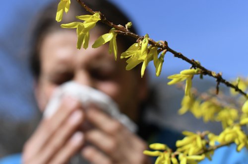 It’s peak allergy season in the Bay Area. Here’s why you may feel worse this year