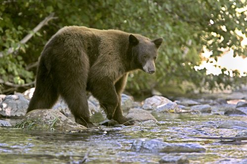 Lake Tahoe's bears are waking up to lots of snow. What happens next