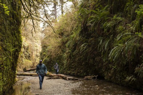 Visiting California’s famous Fern Canyon this year should be easier after permit changes