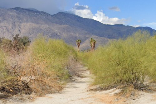A Palm Springs horse trail is becoming a popular public sex spot. Police are confused.