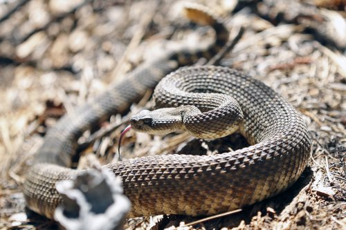 Why California’s rattlesnake population is booming
