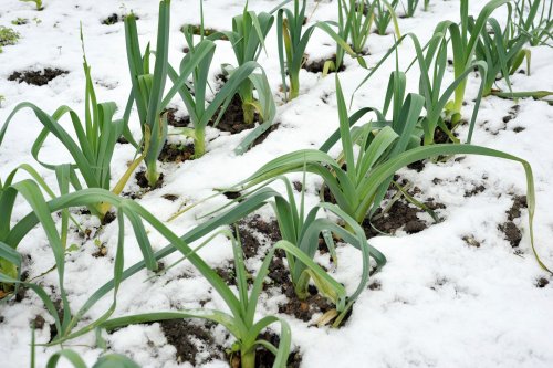 These Winter Vegetables Thrive in the Snow—and You Can Grow Them at Home