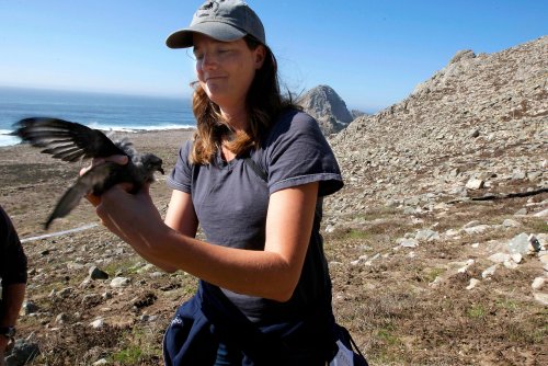Exterminating mice with poison would protect rare seabirds on Farallones, study says
