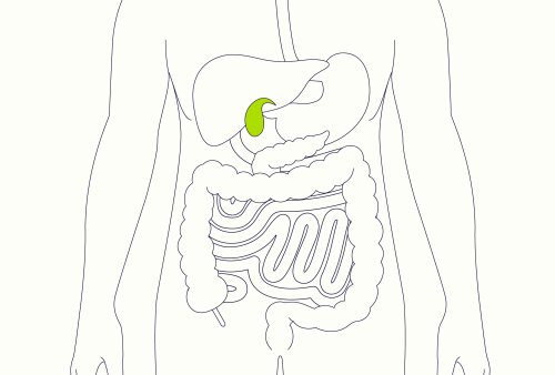 What Is the Gallbladder's Function?