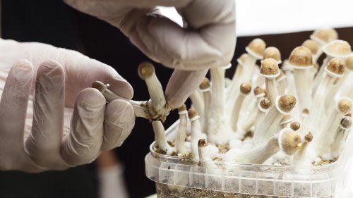 Strange Side Effects Of Using Psilocybin Mushrooms