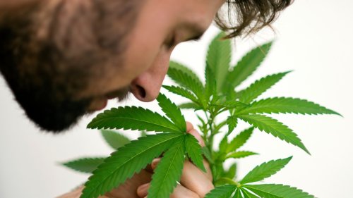 Study Finds Link Between Cannabis Use And Psychiatric Disorders In Young Men