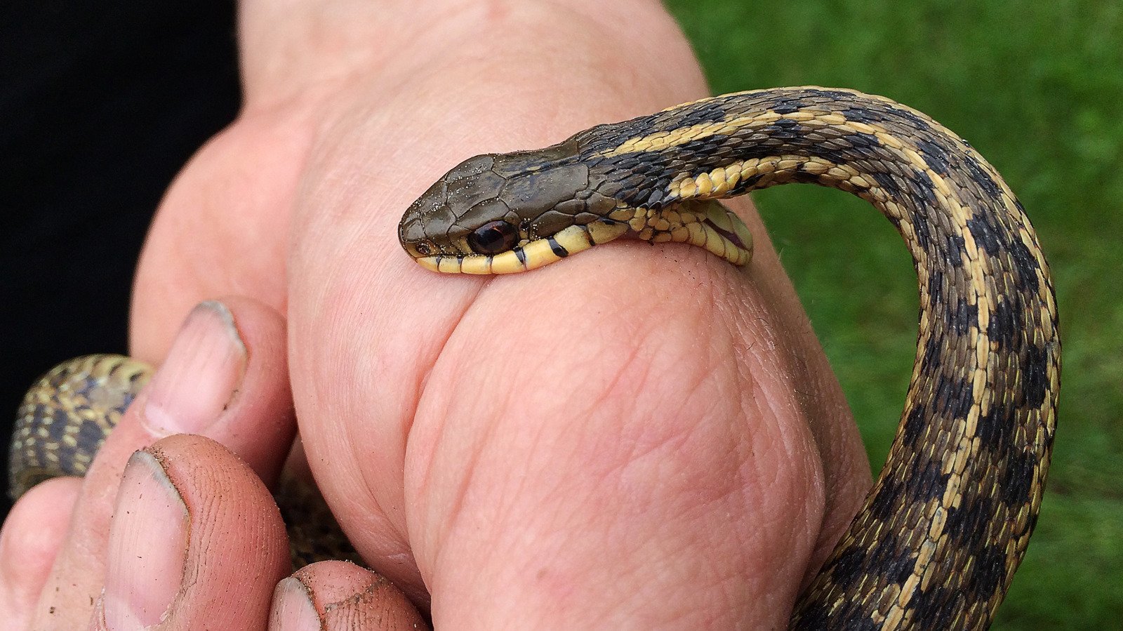 What You Should Never Do After A Snake Bite - Health Digest