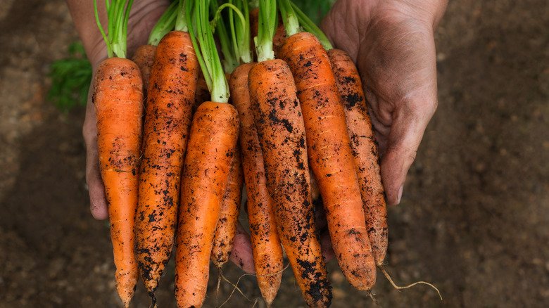 How Much Vitamin A You Really Need Every Day