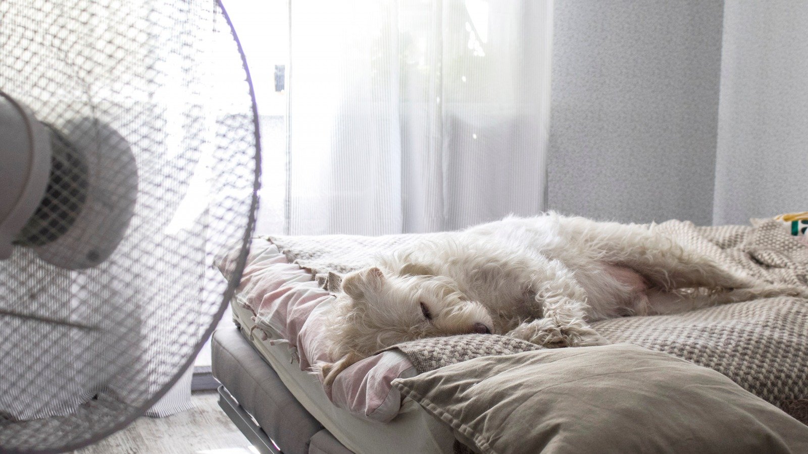 Sleeping With A Fan On Might Be Bad For You. Here's Why - Health Digest
