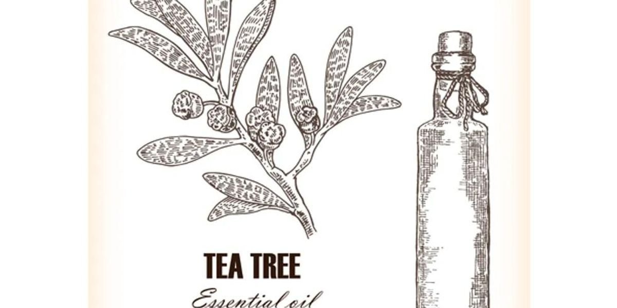 7 Uses for Tea Tree Oil