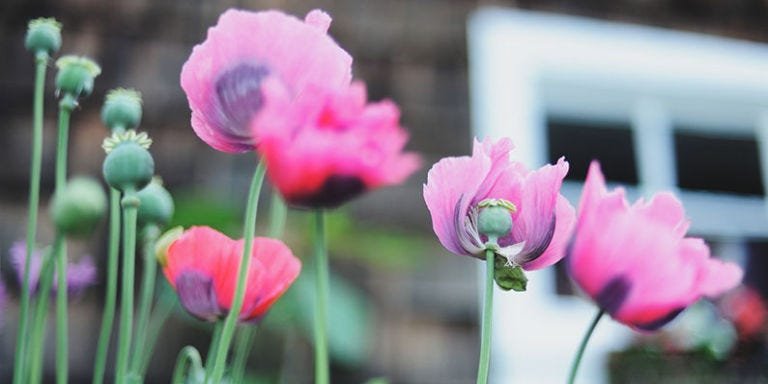Gardening cover image