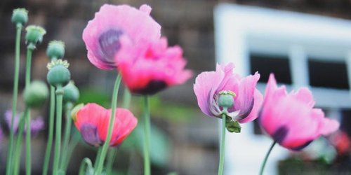 10 Old-Fashioned Plants and Flowers You Need in Your Garden