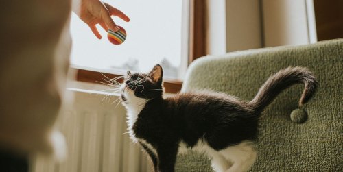 173 Cute Cat Names To Give Your Best Boy Or Girl Flipboard 173 Cute Cat Names To Give Your Best Boy Or Girl Flipboard