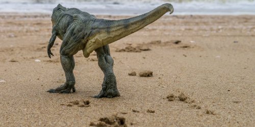 A 10-Year-Old Girl Went for a Walk on the Beach—and Stumbled Upon 5 Dinosaur Footprints