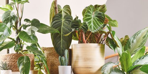 We Found the Best Low-Light Indoor Plants That Will THRIVE All Year Long
