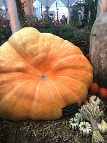 Giant 800lb pumpkin takes centre stage at Chelsea Flower Show 2021