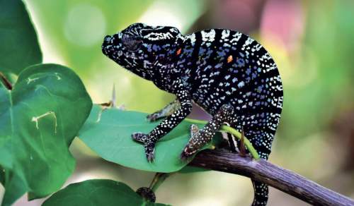 This Remarkable Chameleon Disappeared 107 Years Ago. It Just Returned.
