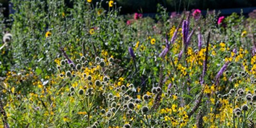 Meadow Gardens Are Surging in Popularity Right Now—Here's How to Grow One