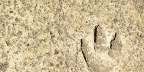 Scientists Found Footprints That Push Humanity’s Timeline Back By 40 Million Years