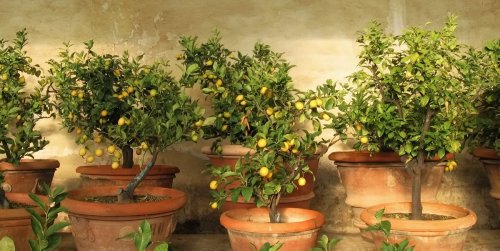 How to Grow a Lemon Tree From Seed, Indoors or Outdoors