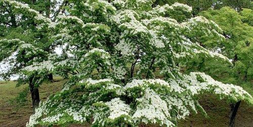 11 Types of Dogwood Trees and Shrubs for Any Yard
