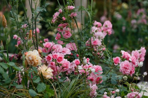 Chelsea Flower Show 2022 Tickets, Location, Gardens: What To Expect At This Year's Spring Show