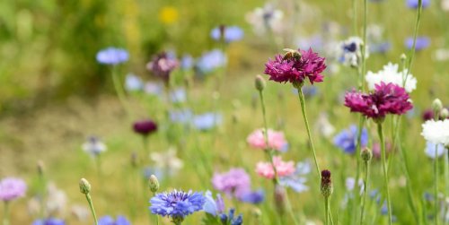 Plant these 11 wildflowers to create a bee motorway in your garden