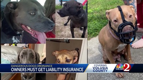 Florida county to require $500K insurance policy for dogs deemed 'dangerous'