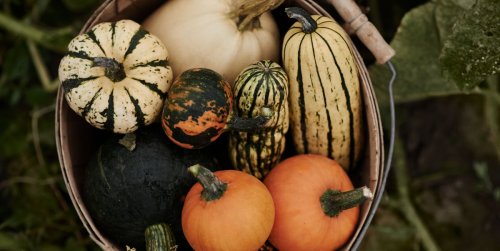 Gardening in October: everything you need to do this month