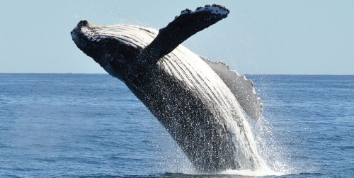 The 12 Best Places in the U.S. to Go Whale Watching (and When to Go)