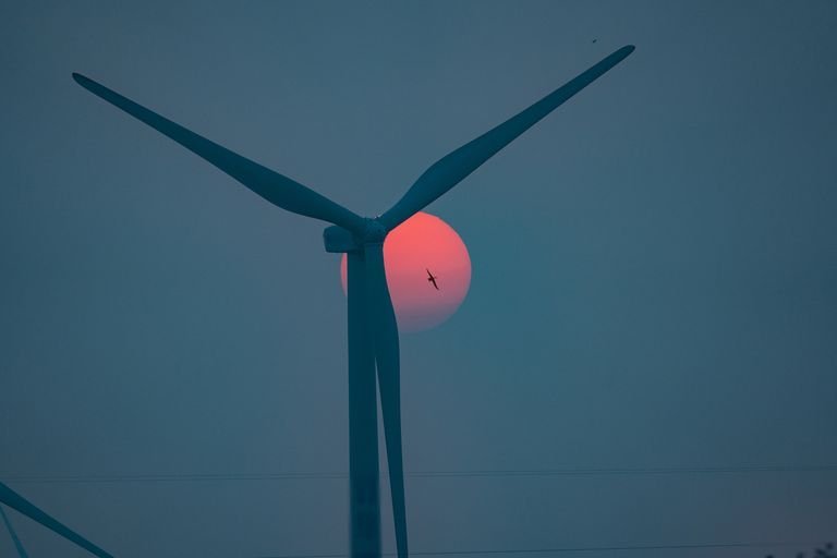 Wind Turbines Kill Birds. This Incredibly Simple Trick Has Saved Them.